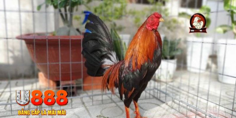 vin7772 game máy bay nổ hũ